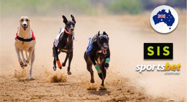 SIS extends greyhound reach with Flutter Group’s Sportsbet