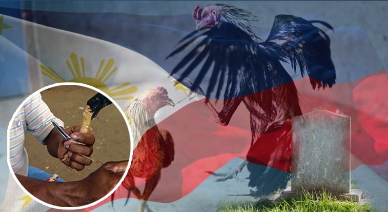 Philippines: Local police chief killed by rooster’s blade during cockfight raid