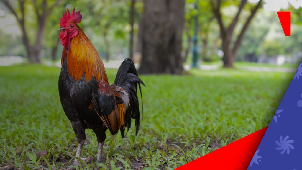 菲律宾禁令下电子斗鸡仍在蓬勃发展:最新研究揭示未受监管博彩平台的持续存在与风险