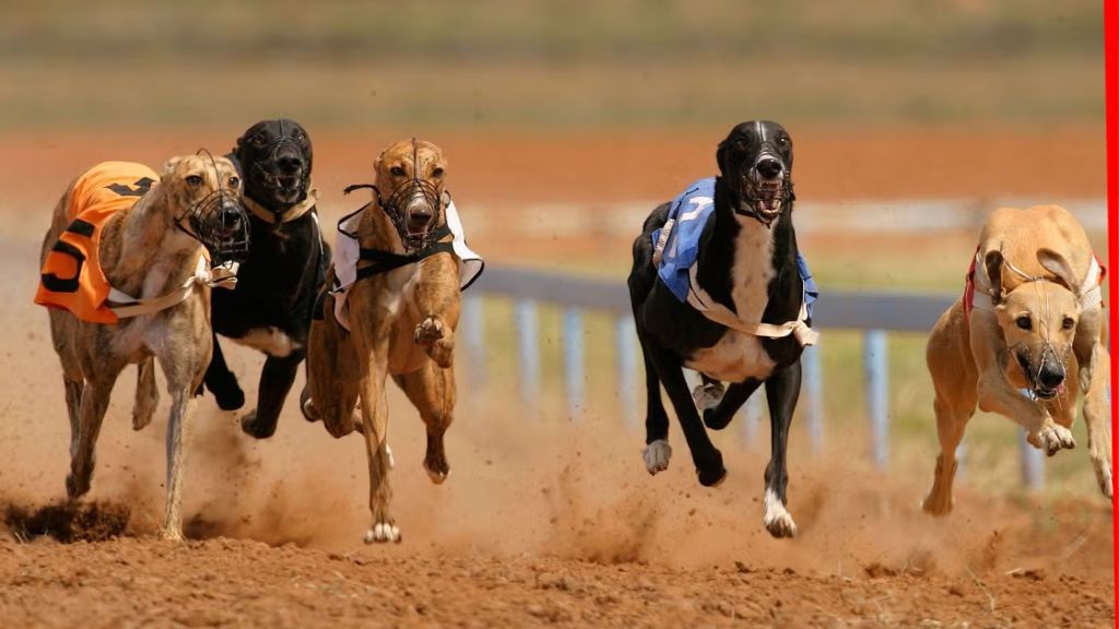 Oregon seeks to ban simulcast dog race betting, where is it still legal?