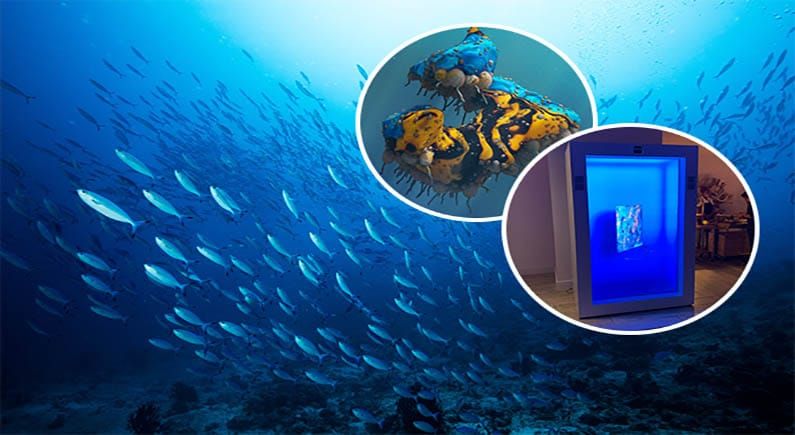 NFTs for the sea: OpenEarth Foundation are using holographic NFTs to raise money for marine protection