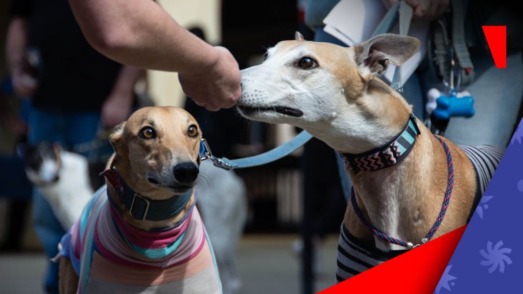 Scotland moves ahead with plan to ban greyhound racing