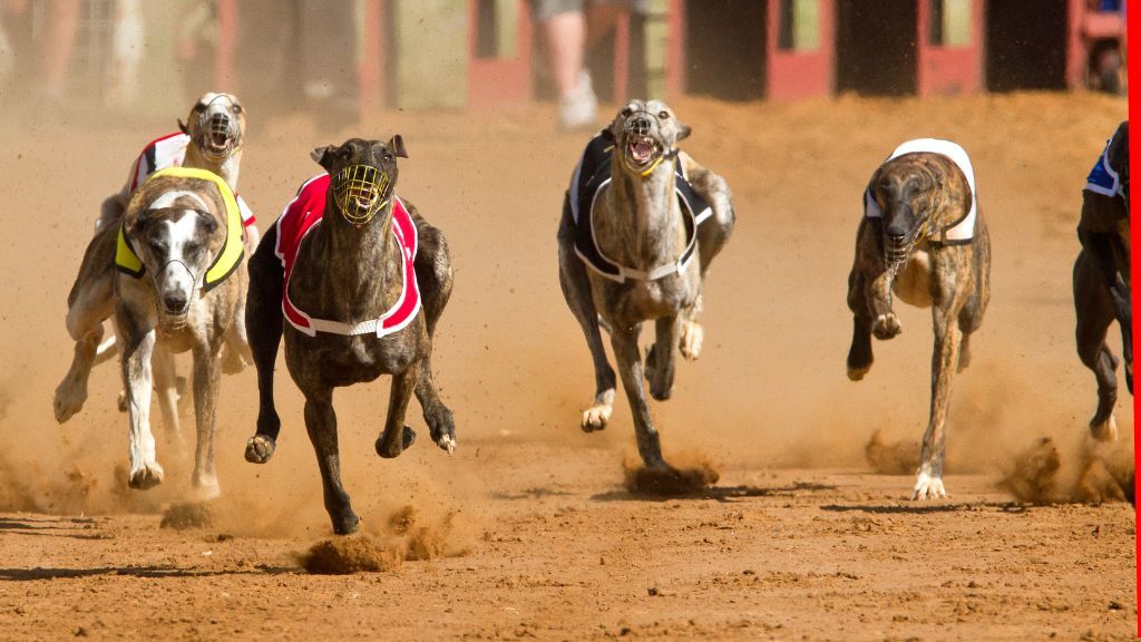 Queensland launches comprehensive review into state's racing industry