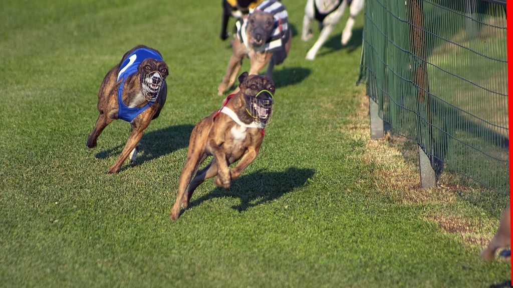 North Dakota house rejects bill to ban greyhound bets online