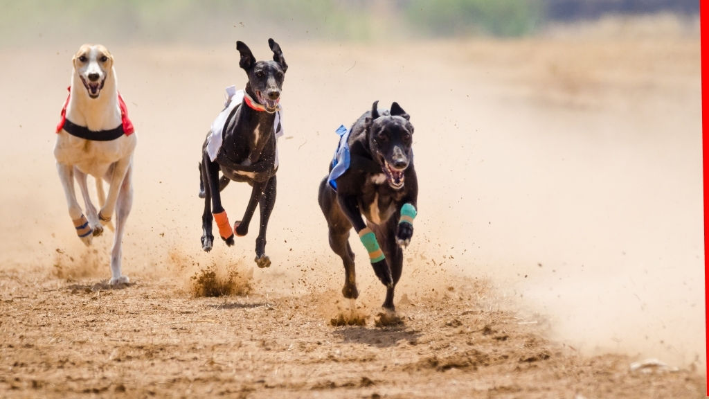 País de Gales sai na frente e proíbe corridas de galgos