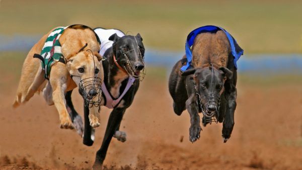 Corridas de galgos em NSW sob investigação por crueldade animal