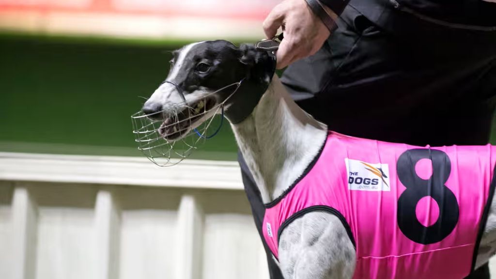 Escándalo de galgos en Australia: arañazos y charcos de sangre
