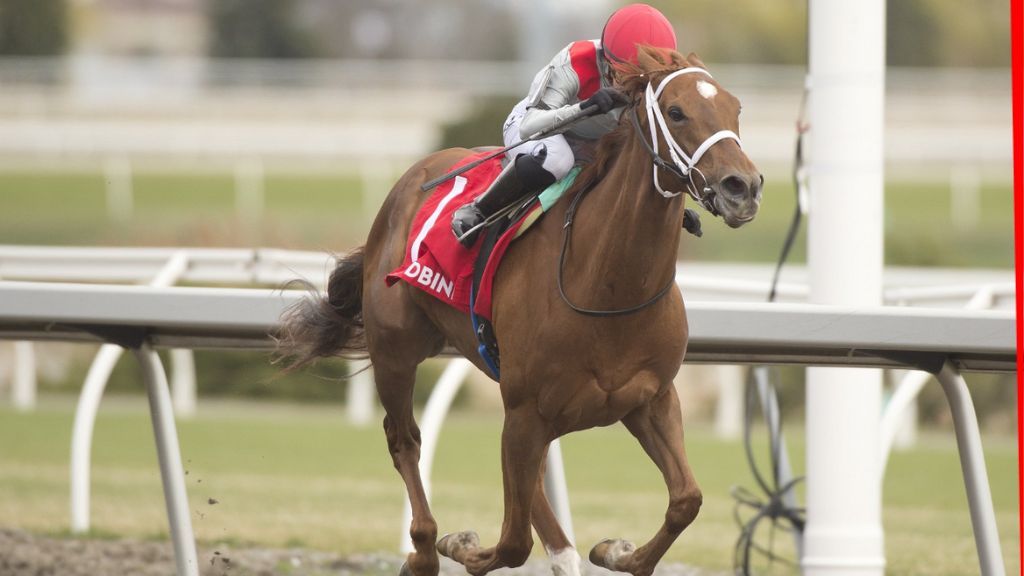 AGCO reaches agreement with Woodbine over late 2024 horse fatalities
